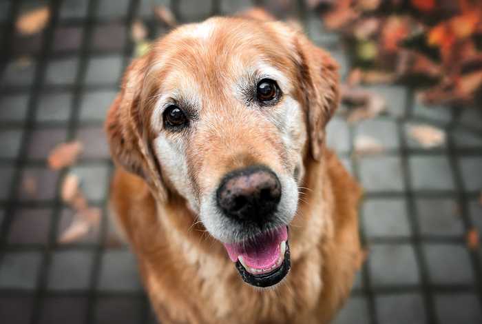 Pets and the Benefits of Pet Therapy for Care Home Residents
