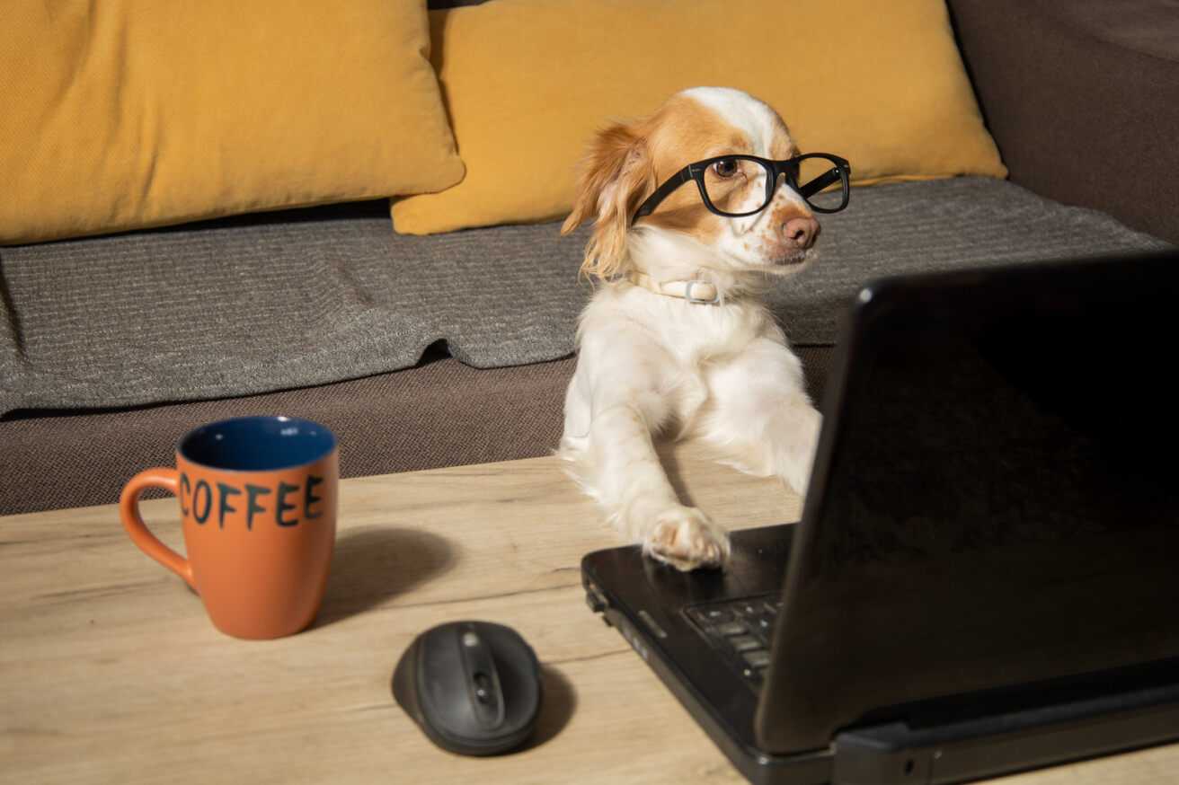 cute white and brown dog wearing glasses searches pet friendly retiremet living on Autumna