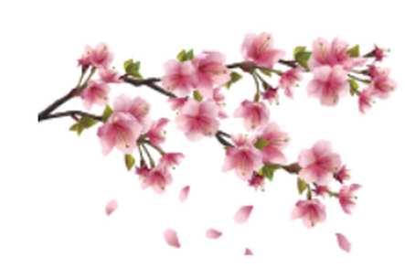 Cherry Blossom Care Home Care Home Cowes  - 1