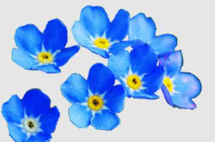 Forget Me Not Home Care Ltd Home Care Sleaford  - 1